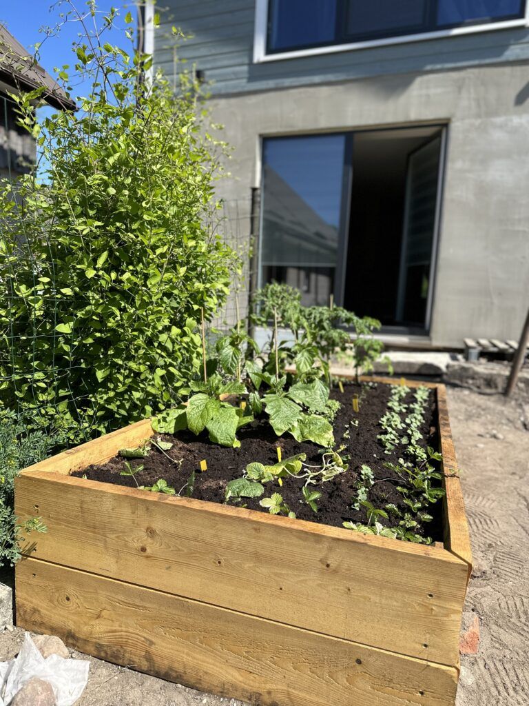 how to grow in raised bed