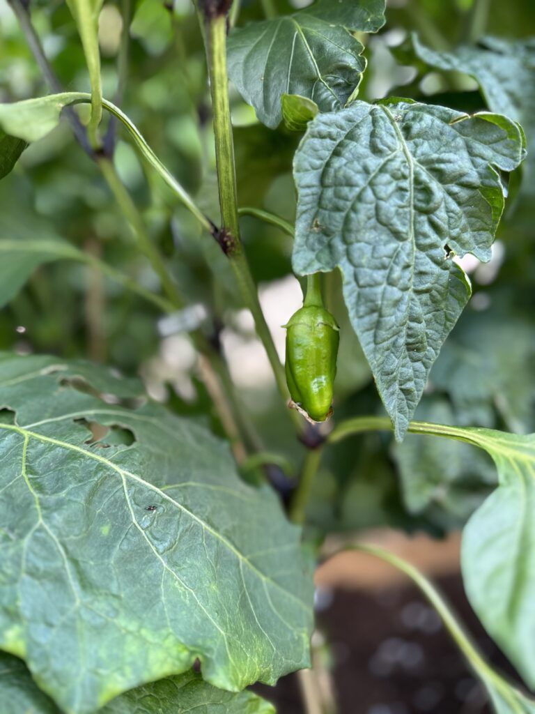 Easy-to-Grow Vegetables for Raised Beds