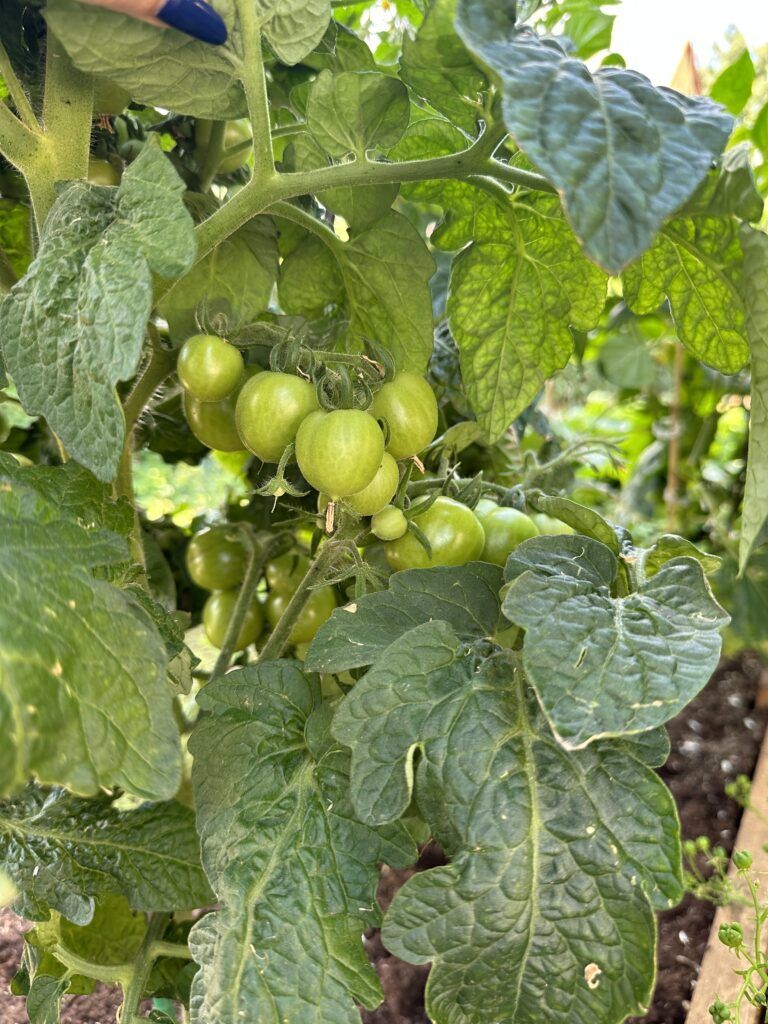 tomatoes growing tips for begginers