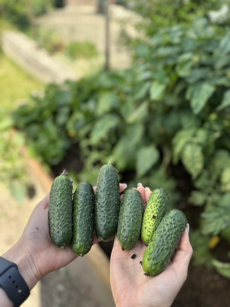 Easy-to-Grow Vegetables for Raised Beds