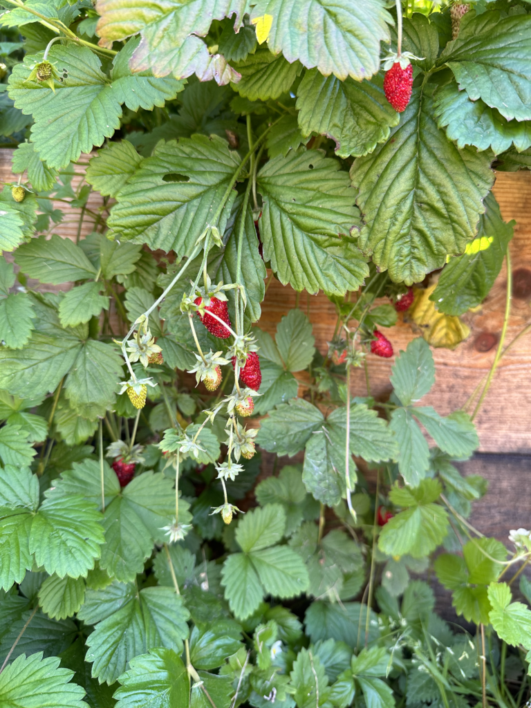 10 Easy-to-Grow Vegetables for Raised Beds