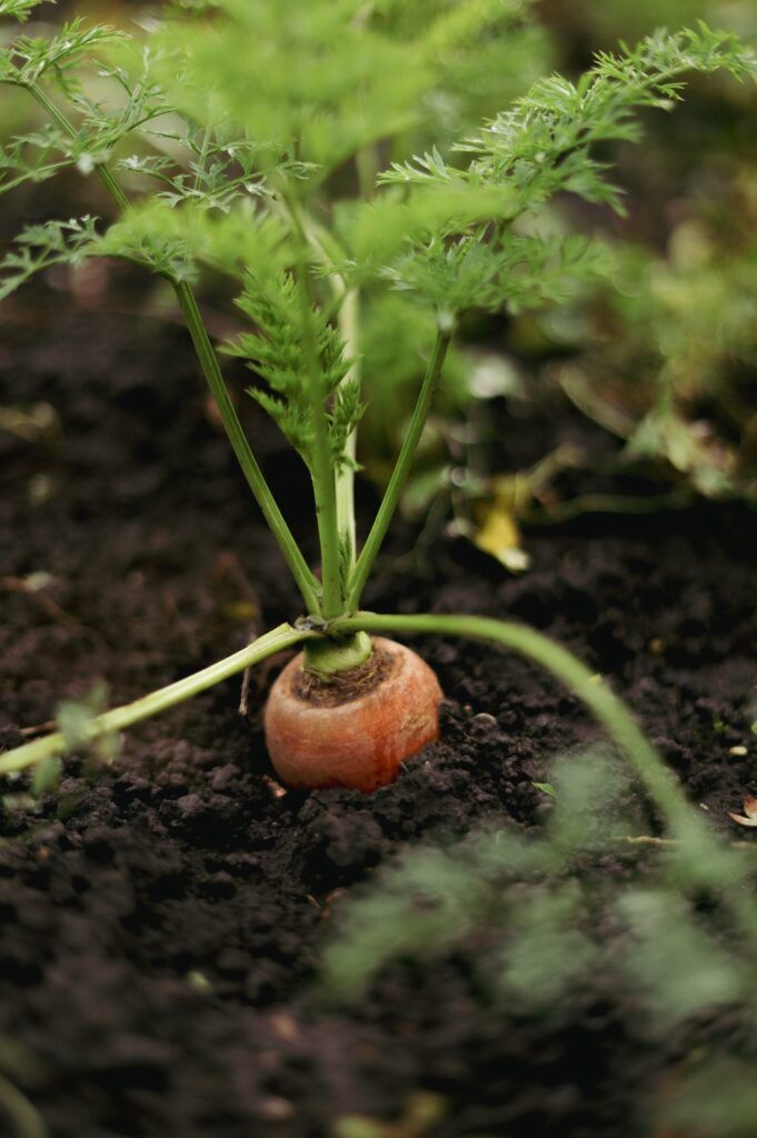 carrots growing in raised garden beds