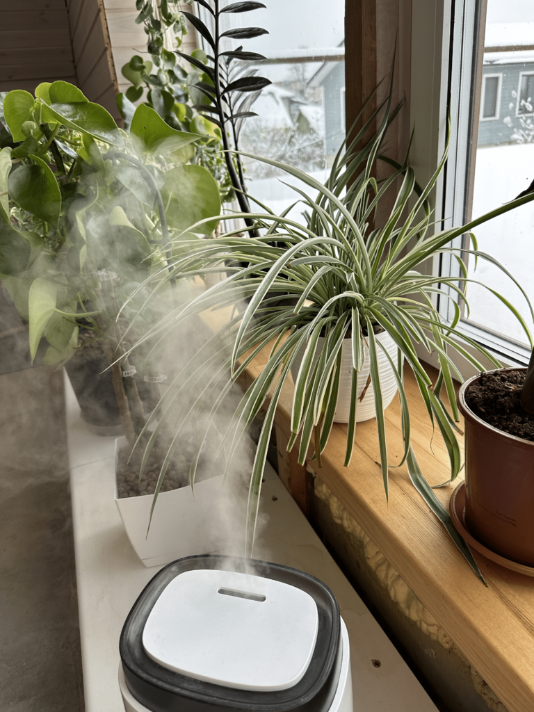 plants irrigation during winter