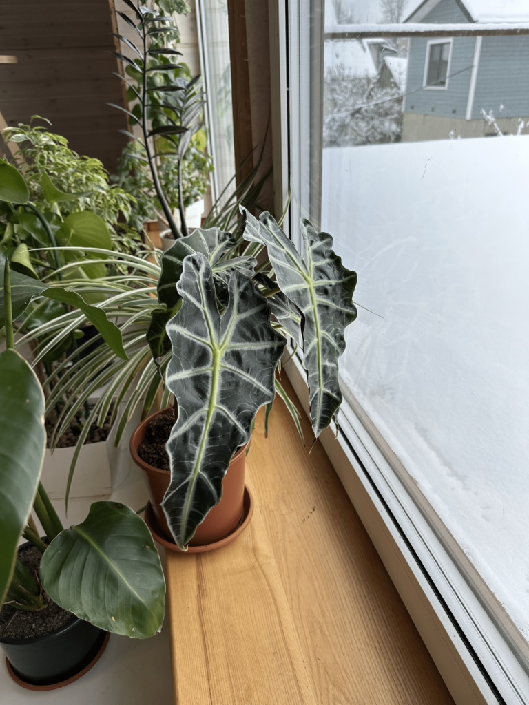 save homeplants from wind