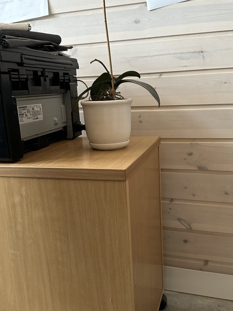 more light for homeplants