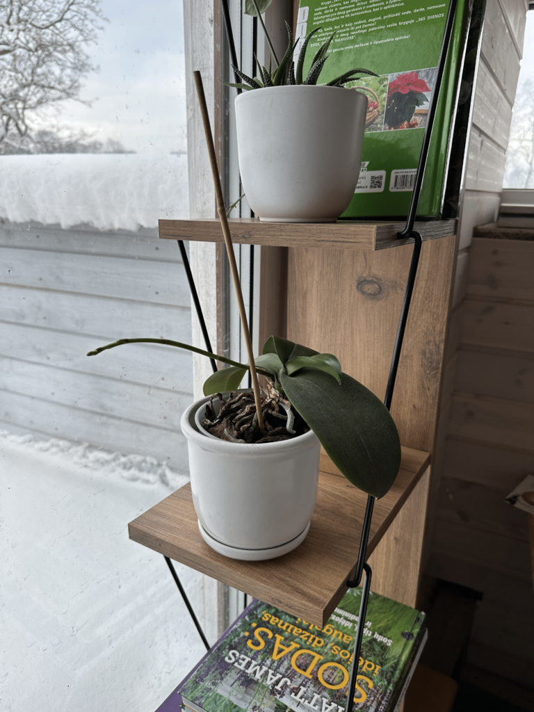 more light for homeplants