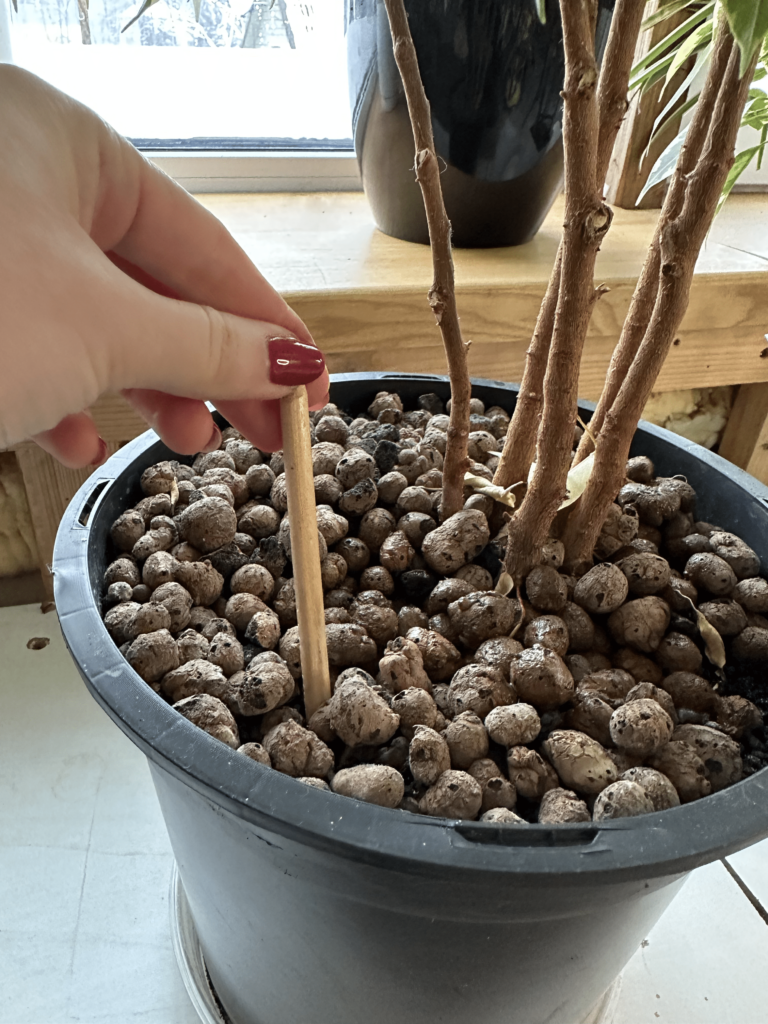 when to water plants