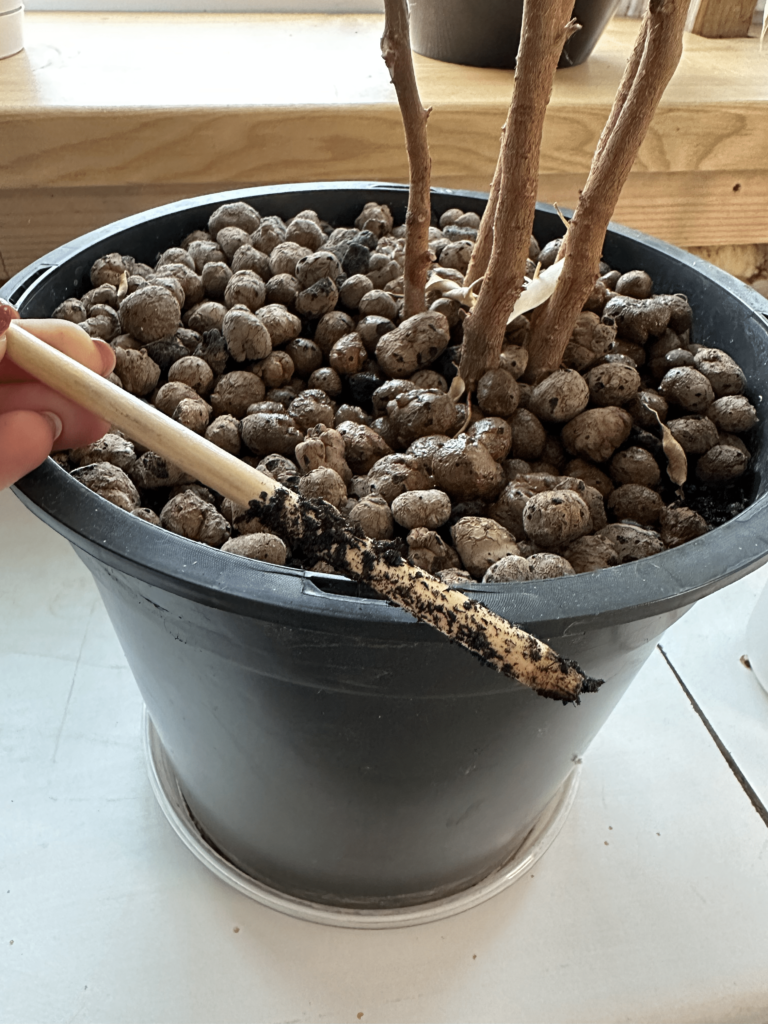 how to check when plants need water