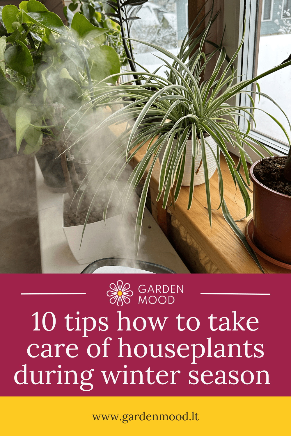10 Tips How to Take Care of Houseplants During Winter Season