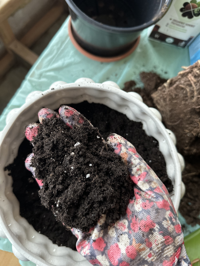 kambarinių augalų persodinimas