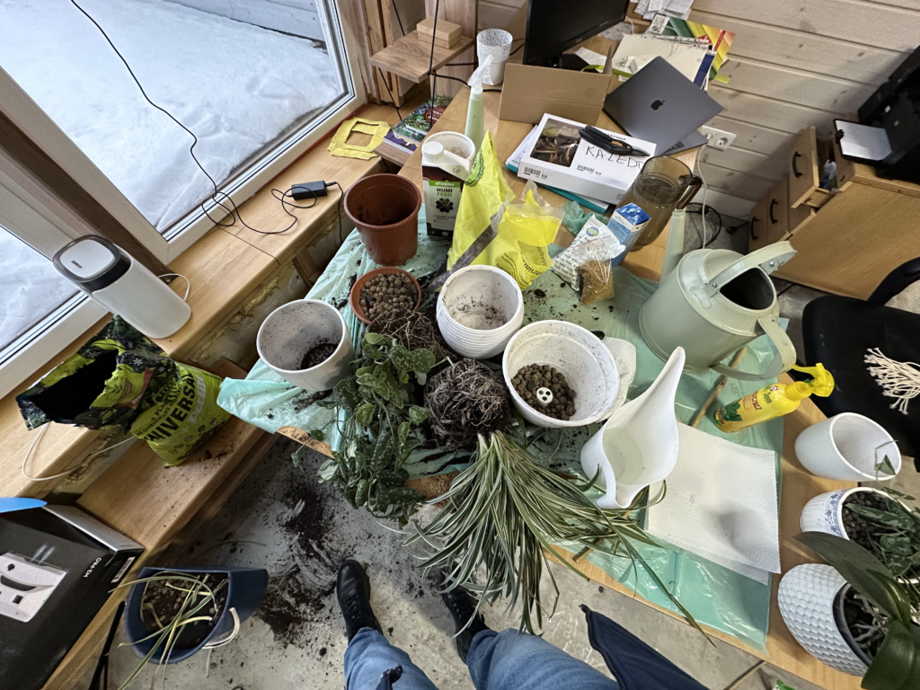 kaip persodinti augalus