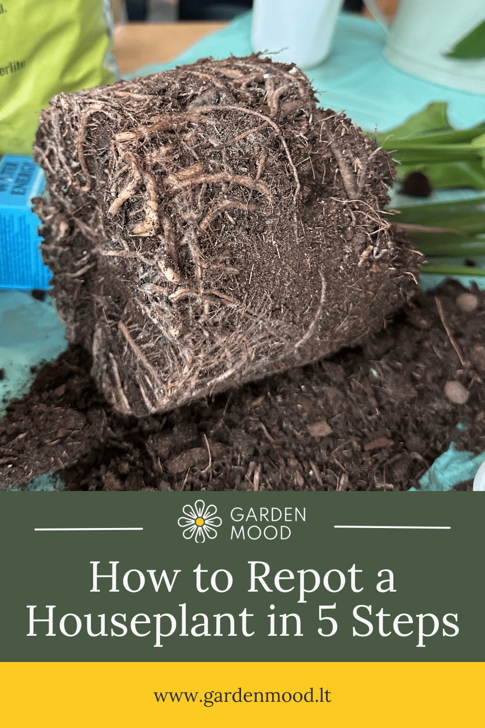 How to Repot a Houseplant in 5 Steps